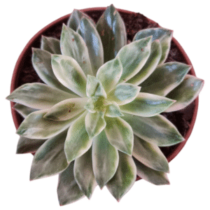 Suculenta Echeveria Green Emerald variegata - Pote 11