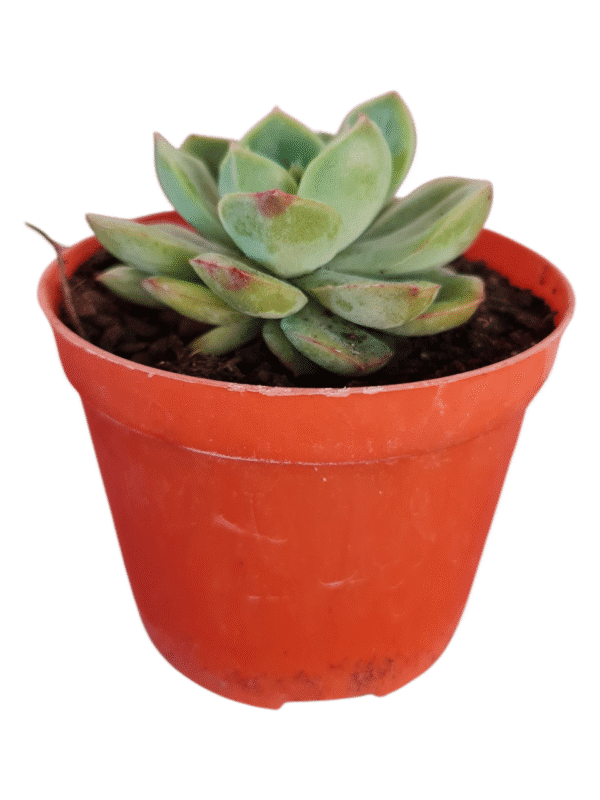Suculenta Echeveria Lutharis - Imagem 2