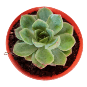 Suculenta Echeveria Lutharis