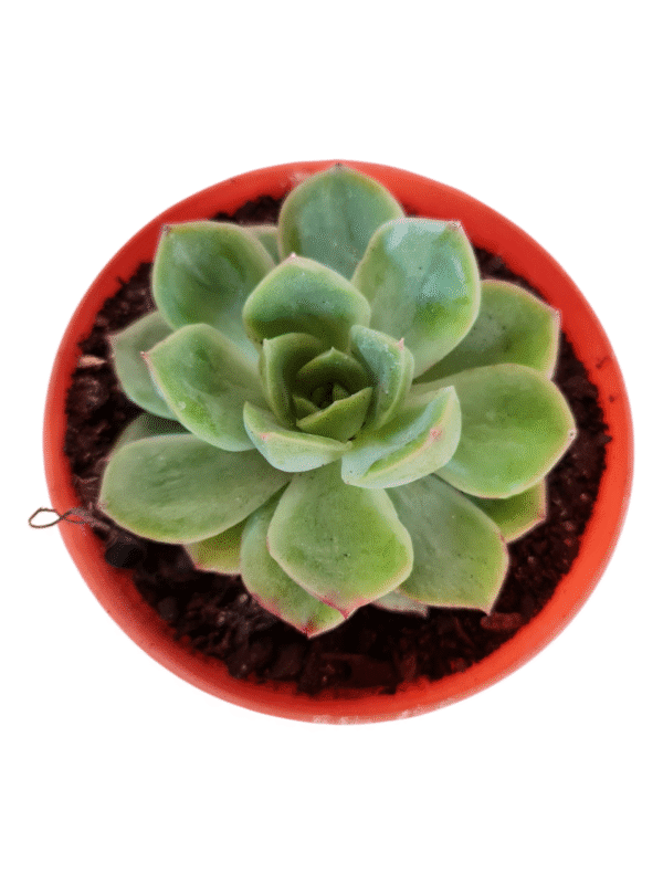 Suculenta Echeveria Lutharis