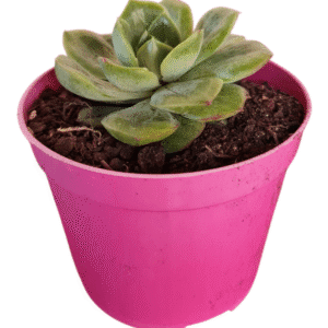Suculenta Echeveria Lutharis Monstruosa