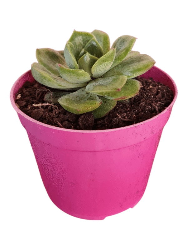 Suculenta Echeveria Lutharis Monstruosa - Imagem 2