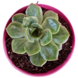 Suculenta Echeveria Lutharis Monstruosa