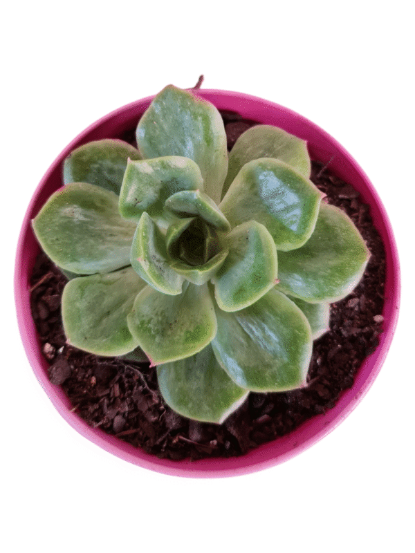 Suculenta Echeveria Lutharis Monstruosa