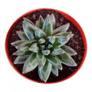 Suculenta Pachyphytum Purple Diamond