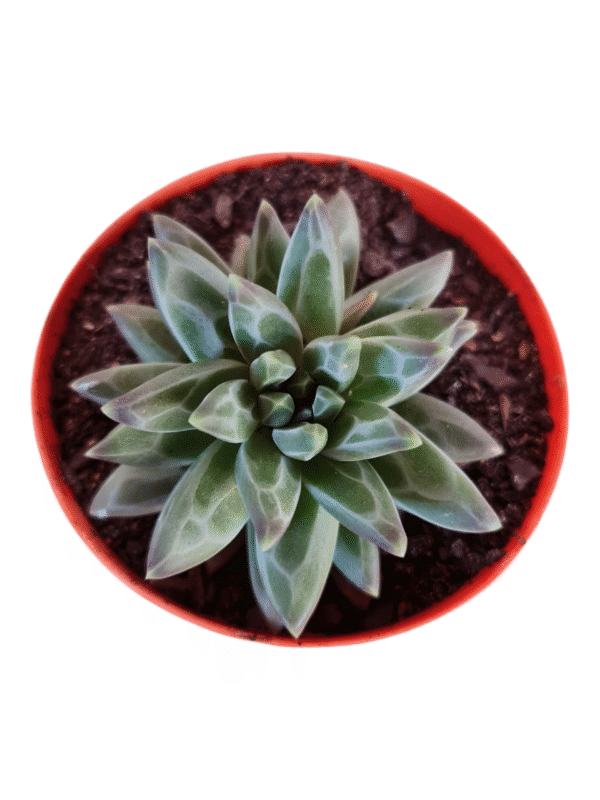 Suculenta Pachyphytum Purple Diamond