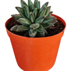 Suculenta Pachyphytum Purple Diamond