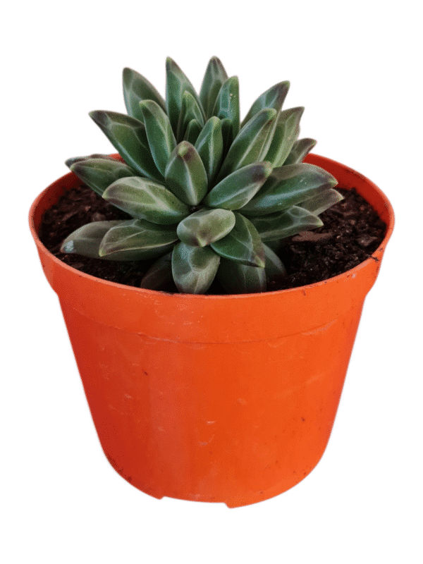 Suculenta Pachyphytum Purple Diamond - Imagem 2
