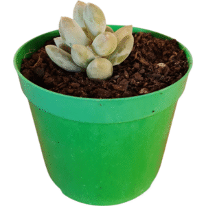 Suculenta Pachyphytum Rzedowshii Blue