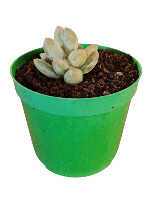 Suculenta Pachyphytum Rzedowshii Blue - Imagem 2