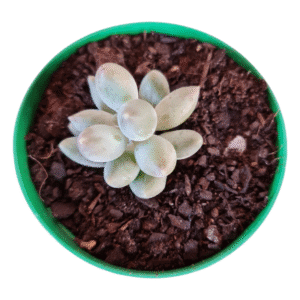 Suculenta Pachyphytum Rzedowshii Blue