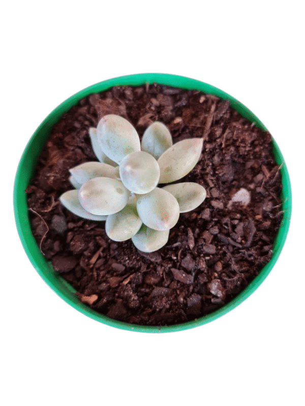 Suculenta Pachyphytum Rzedowshii Blue