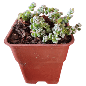Suculenta Crassula Corallina