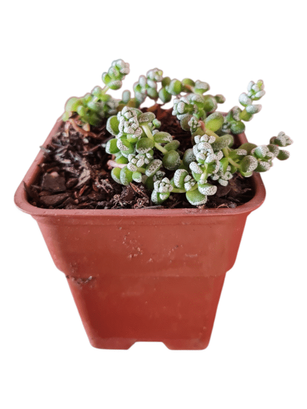 Suculenta Crassula Corallina
