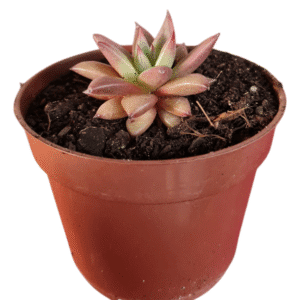 Suculenta Agavoide Celestia
