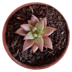 Suculenta Agavoide Celestia