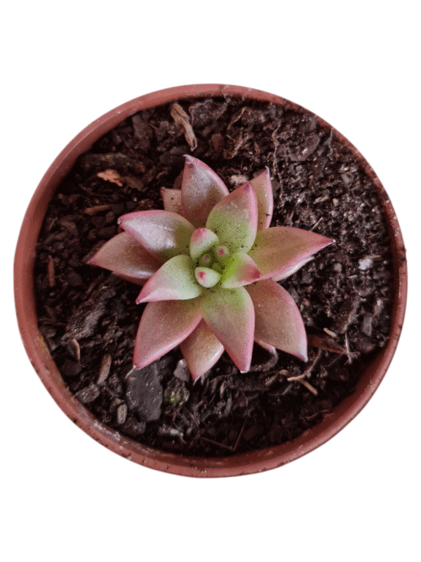 Suculenta Agavoide Celestia