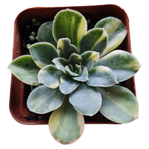 Suculenta Echeveria Big Green Variegata