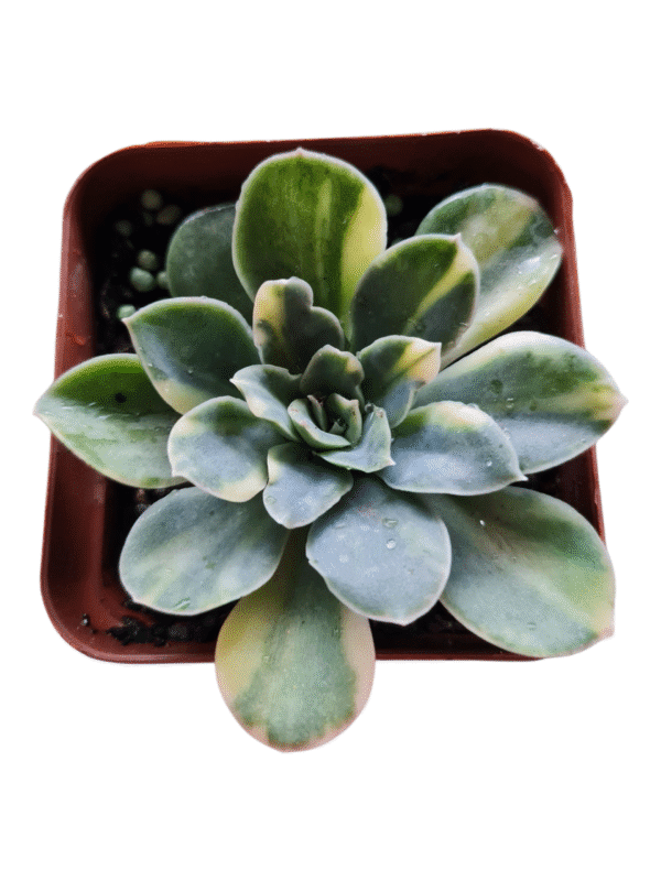 Suculenta Echeveria Big Green Variegata