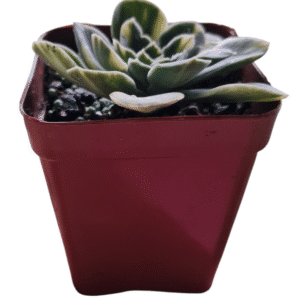 Suculenta Echeveria Big Green Variegata
