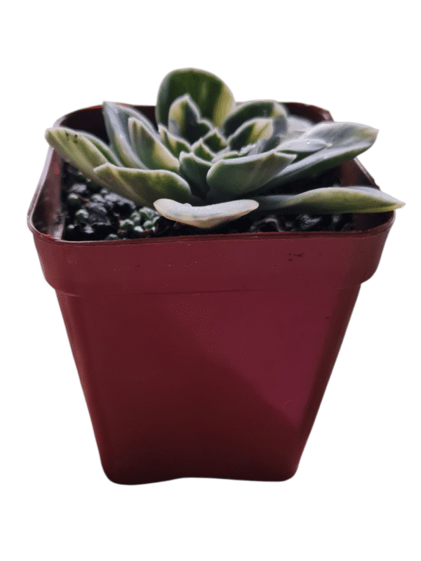 Suculenta Echeveria Big Green Variegata - Imagem 2
