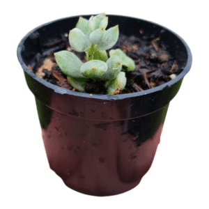 Suculenta Cotyledon pendens variegata
