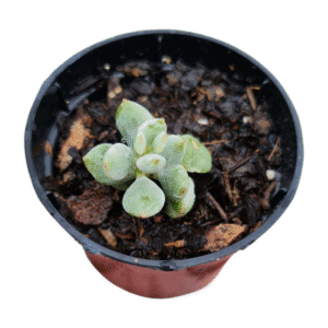 Suculenta Cotyledon pendens variegata