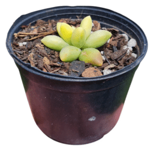 Suculenta Diamante – Pachyphytum Compactum Variegata