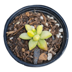 Suculenta Diamante – Pachyphytum Compactum Variegata