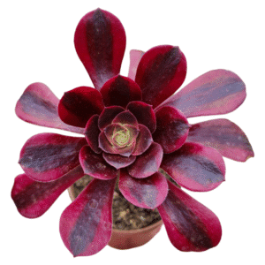 Suculenta Aeonium Medusa