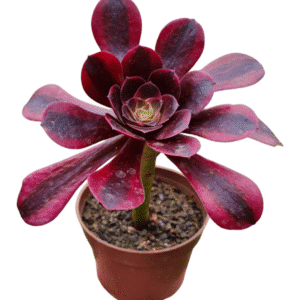 Suculenta Aeonium Medusa