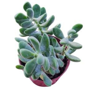 Suculenta Crassula Rogersii