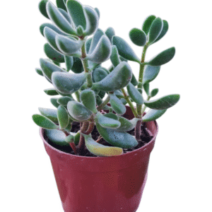 Suculenta Crassula Rogersii