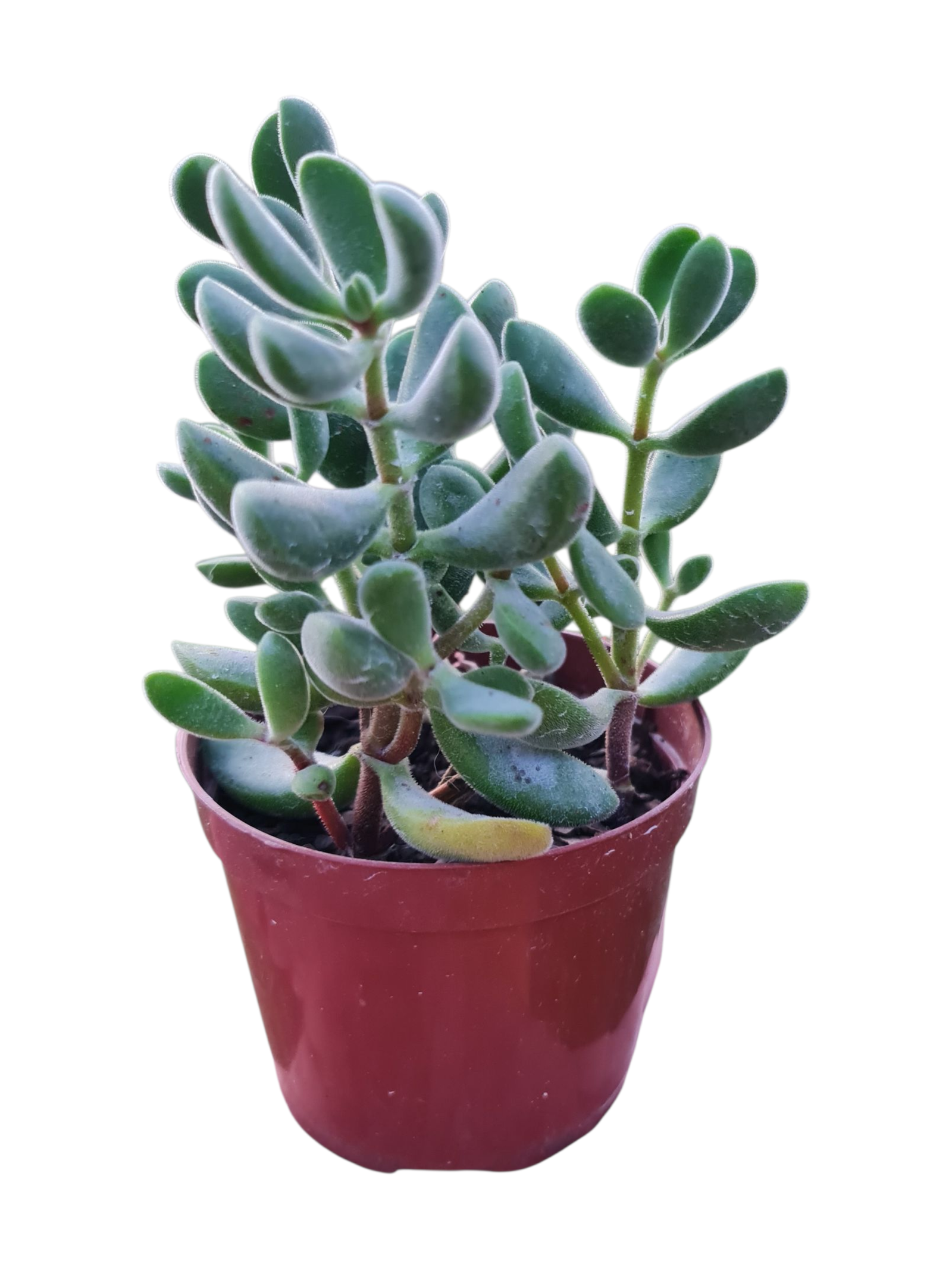 Suculenta Crassula Rogersii 1 1000830834