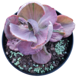 Suculenta Gibbiflora Pharaoh -Pote 14
