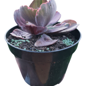 Suculenta Gibbiflora Pharaoh -Pote 14