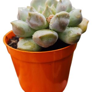 Suculenta Echeveria Super Milk