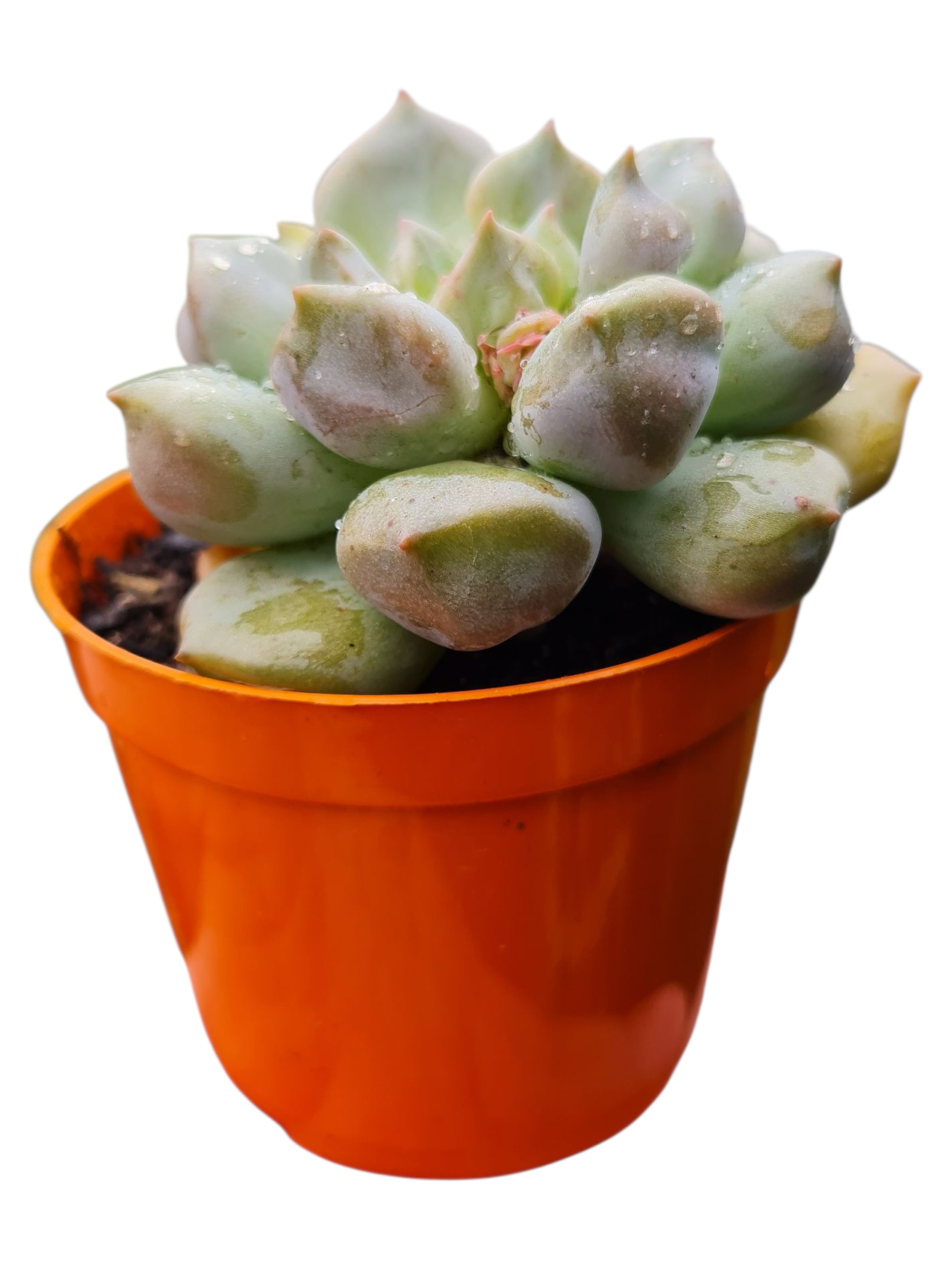 Suculenta Echeveria Super Milk 4 Suculenta Echeveria Super Milk - Imagem 2
