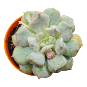 Suculenta Echeveria Super Milk