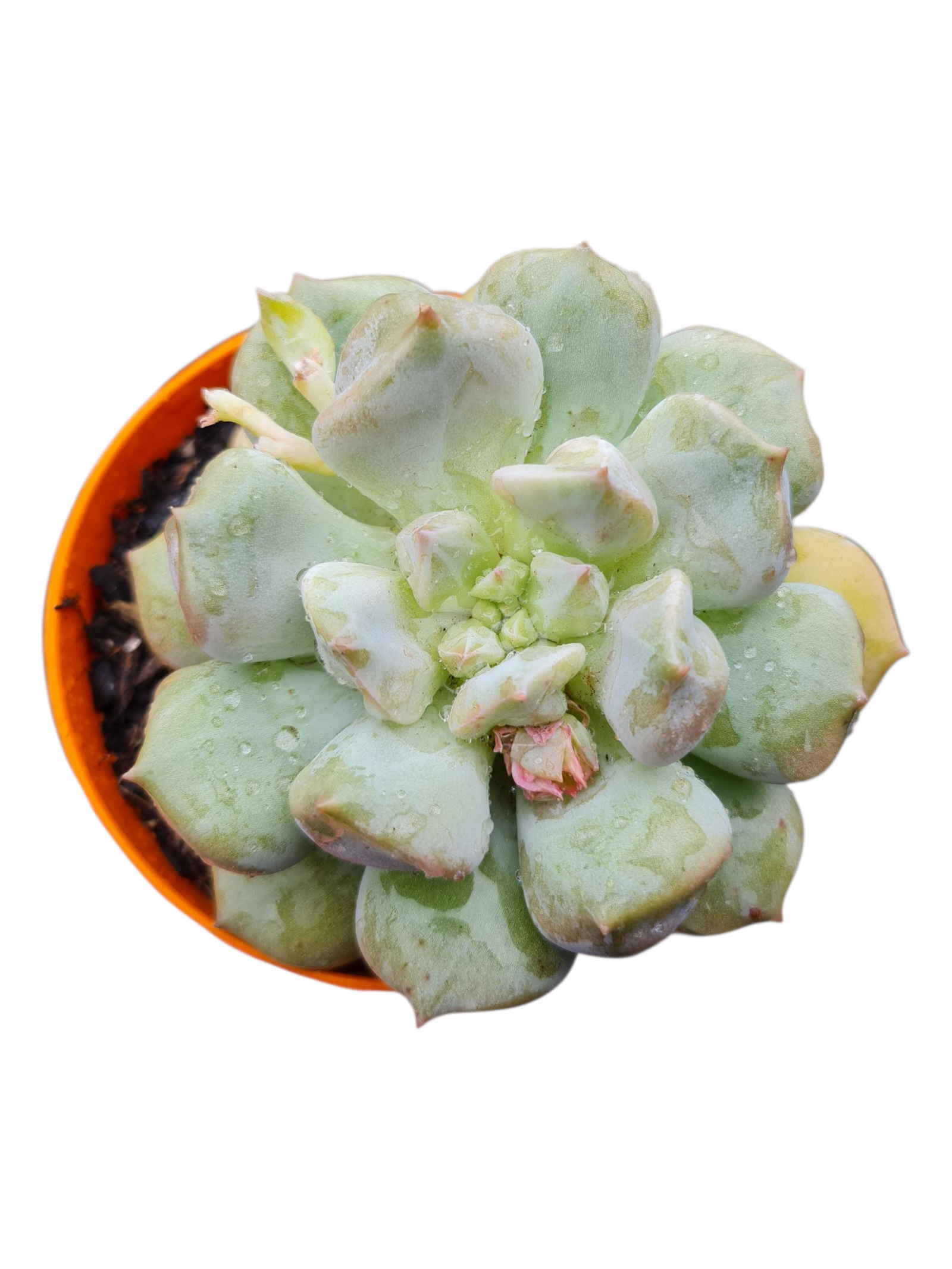 Suculenta Echeveria Super Milk 3 Suculenta Echeveria Super Milk