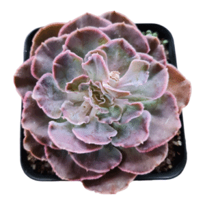 Suculenta Echeveria Shaviana Chiant