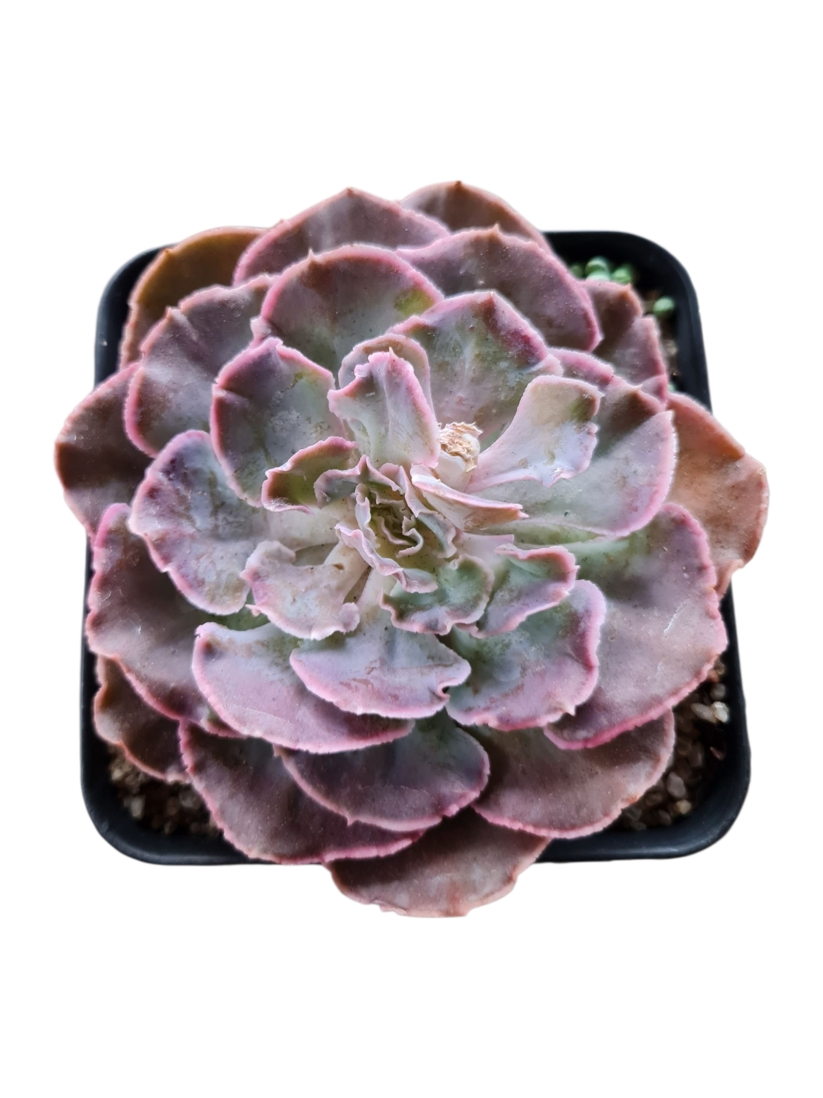 Suculenta Echeveria Shaviana Chiant 2 1000840191