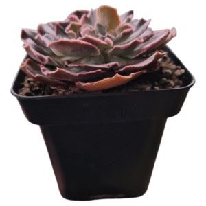 Suculenta Echeveria Shaviana Chiant