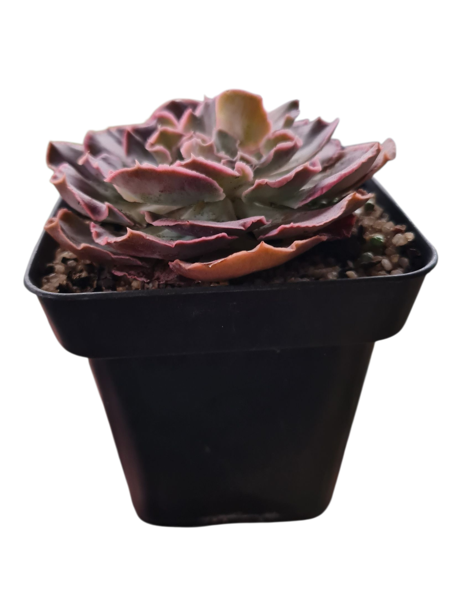 Suculenta Echeveria Shaviana Chiant 3 Suculenta Echeveria Shaviana Chiant - Imagem 2