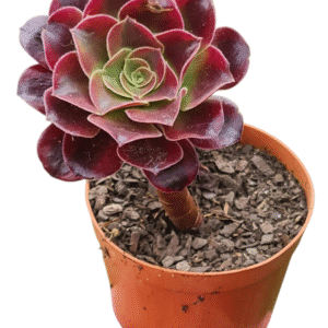 Suculenta Aeonium Medusa