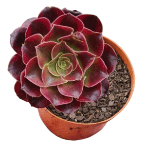 Suculenta Aeonium Medusa
