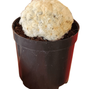 Cacto Nuvem – Mammillaria plumosa – Pote 7
