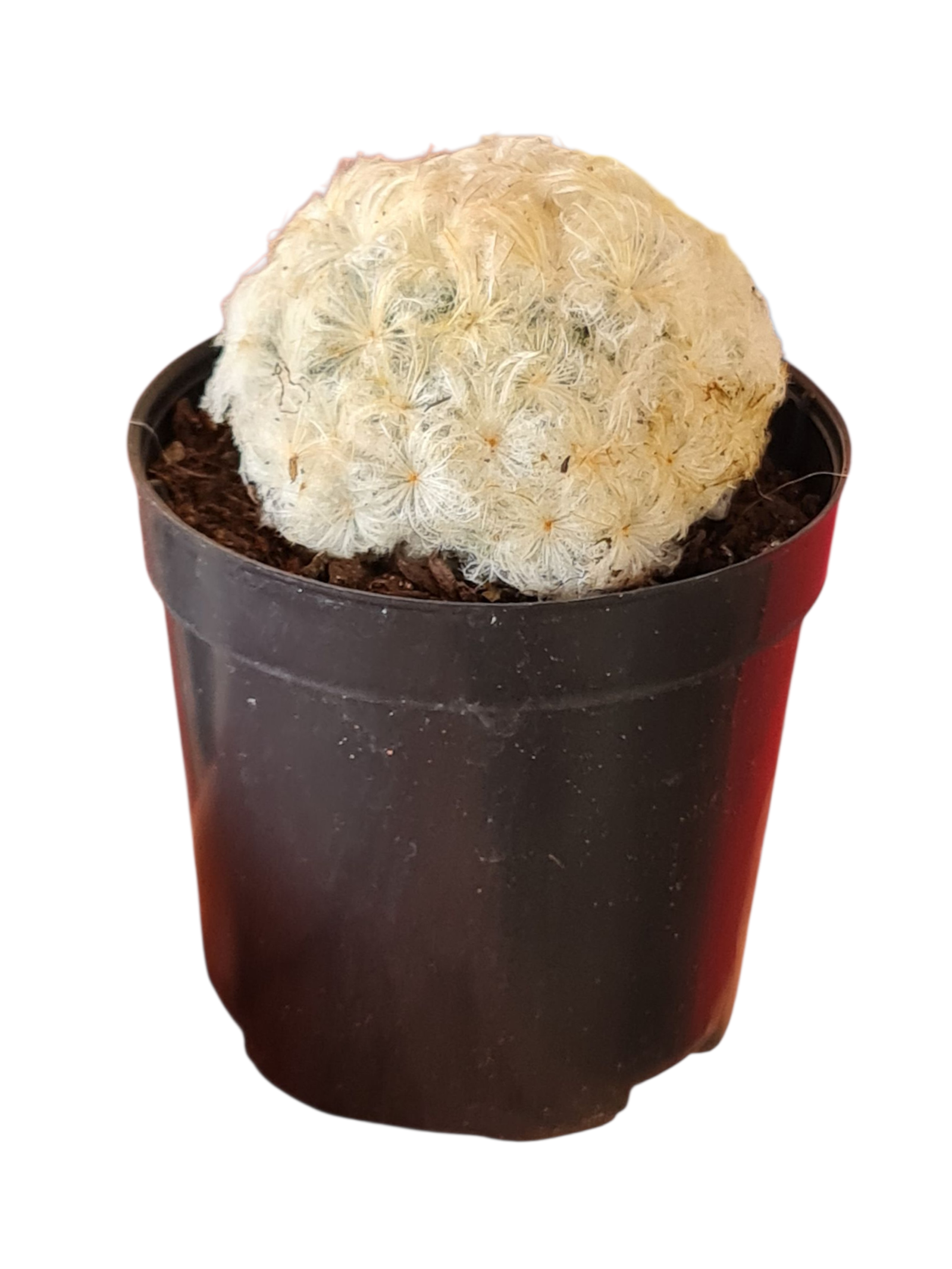 Cacto Nuvem - Mammillaria plumosa - Pote 7 1 1000874101