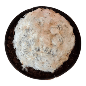 Cacto Nuvem – Mammillaria plumosa – Pote 7