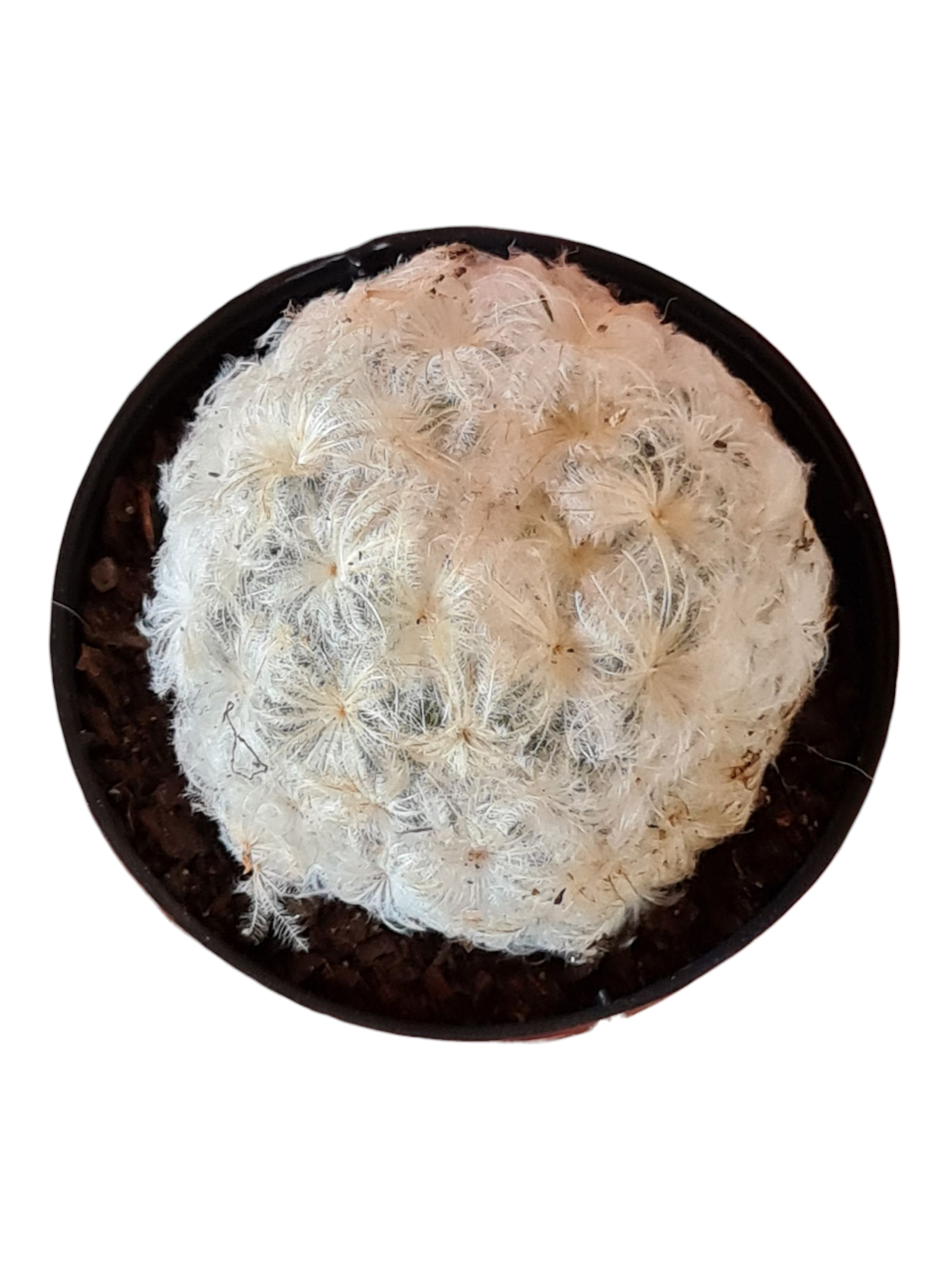 Cacto Nuvem - Mammillaria plumosa - Pote 7 4 Cacto Nuvem - Mammillaria plumosa - Pote 7 - Imagem 2